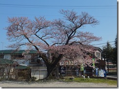 4月15日　桜